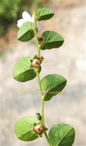  Flowering shoot-Leaves of abaxial view